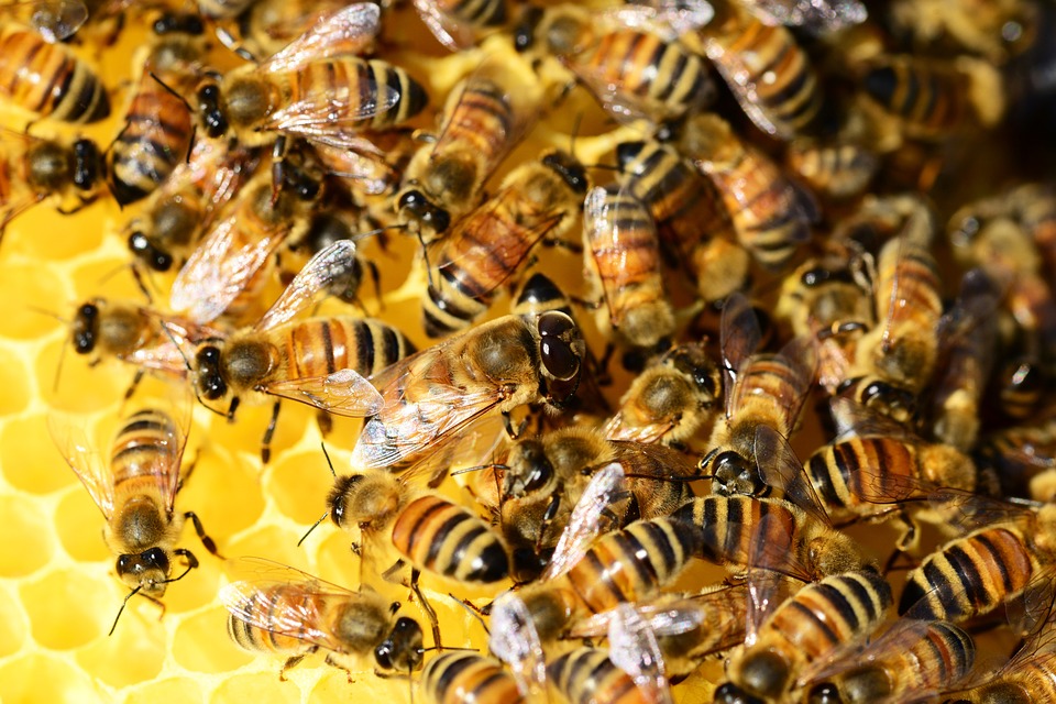 Bal Arıları Hakkında Bilmeniz Gerekenler