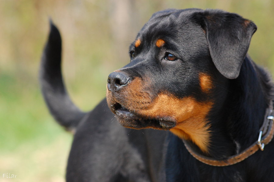 14 aylık bebek köpekleri tarafından…