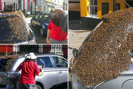 20 bin arı 2 gün arabayı takip etti! Sebebi ise…
