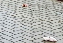 Almanya’daki bir camiye domuzlu saldırı