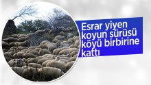 Esrar yiyen koyun sürüsü zor anlat yaşattı