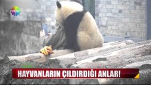 Hayvanların çıldırdığı anlar