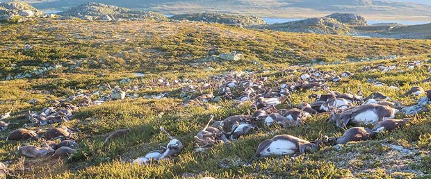 323 ren geyiği düşen yıldırımın kurbanı oldu