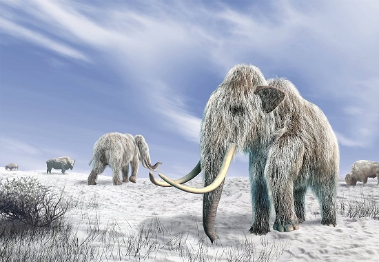 4 bin yıl önce soyu tükenen mamut 2 sene sonra diriltilecek