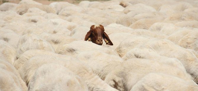 Almanya’da kurbanlık fiyatları ne kadar?