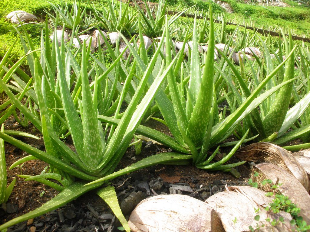 Aloe Vera İle Güzelliğinize Güzellik Katın