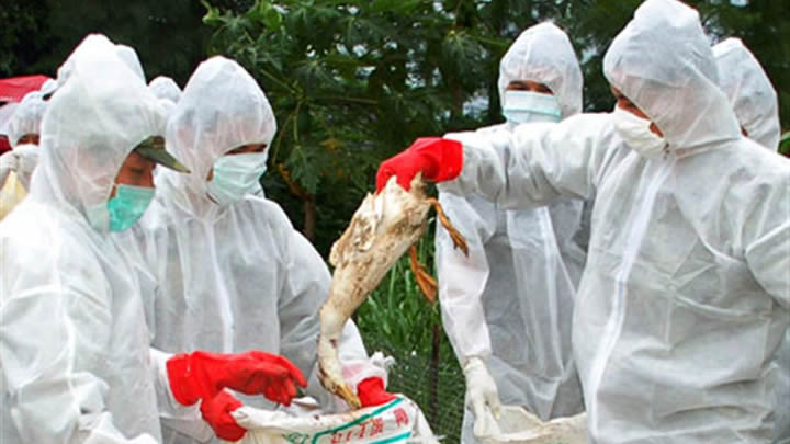 Çin, kuş gribine karşı aşı üretiyor