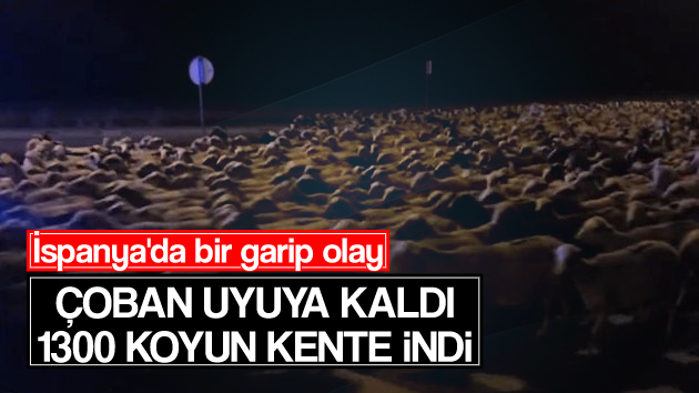 Çoban uyuya kaldı binlerce koyun kente indi