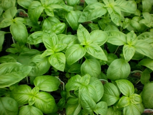 Basil-1024x768