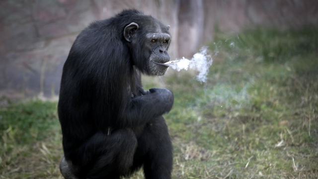 Efkarlı şempanze görenleri gülme krizine soktu