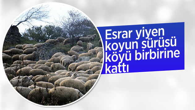 Esrar yiyen koyun sürüsü zor anlat yaşattı