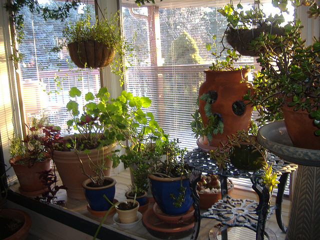 Evimizin havasını temizleyen bitkiler