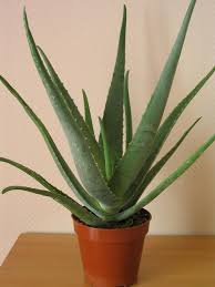 aloe-vera