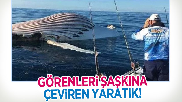 Görenleri şaşkına çeviren yaratık