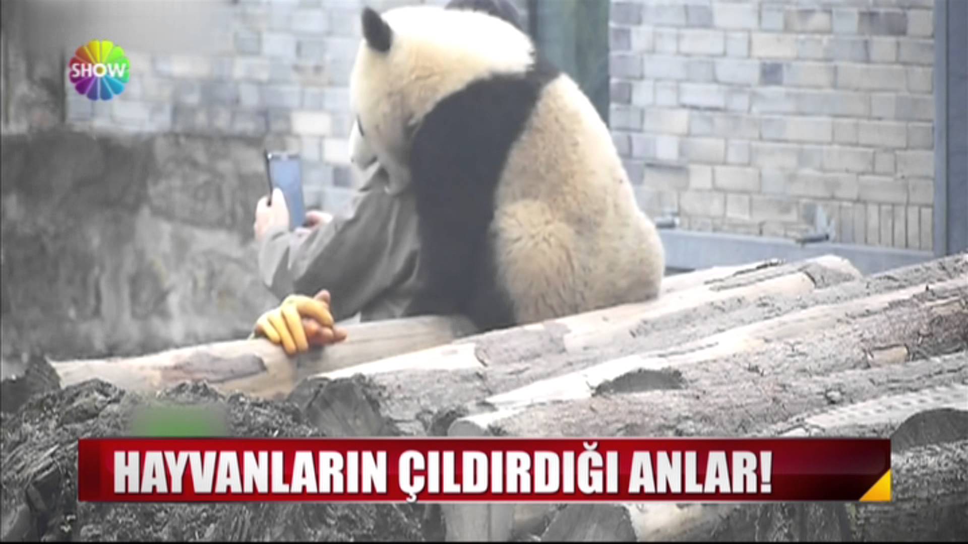 Hayvanların çıldırdığı anlar