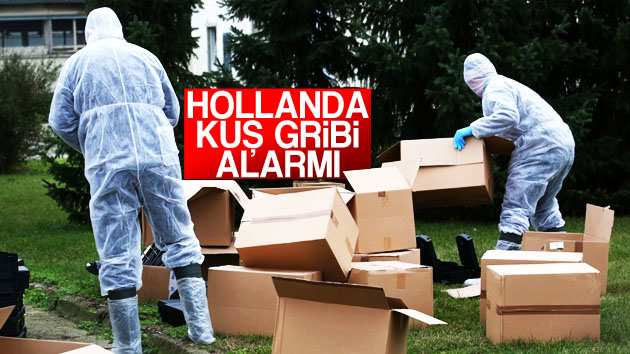 Hollanda’da kuş gribi alarmı