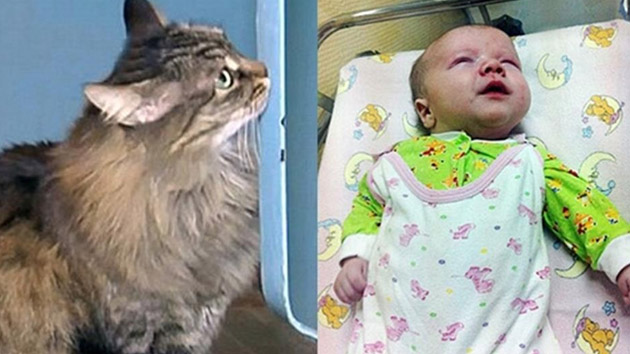 Kahraman Kedi Küçük Bebeği Böyle Kurtardı