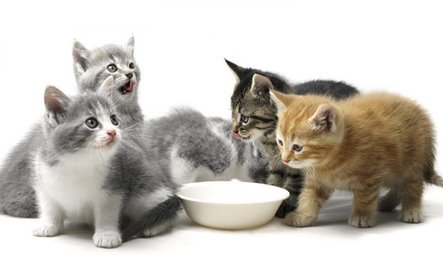 Kediler nasıl beslenmeli?