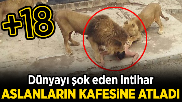 Kendini aslanların arasına atıp öldürmek istedi…