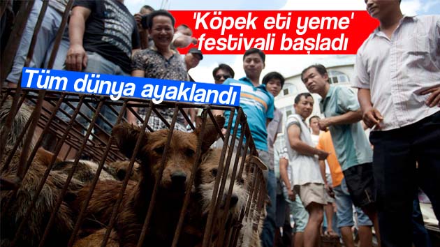 Köpek eti yeme festivali başladı