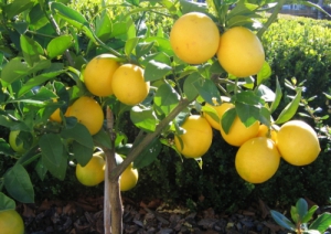 Limonun İnanılmaz Faydaları