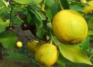 Limonun İnanılmaz Faydaları