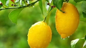 Limonun İnanılmaz Faydaları