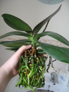 orkide-2