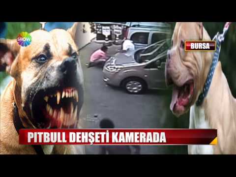 Pitbull Dehşeti Kameralarda