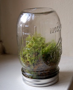 terrarium